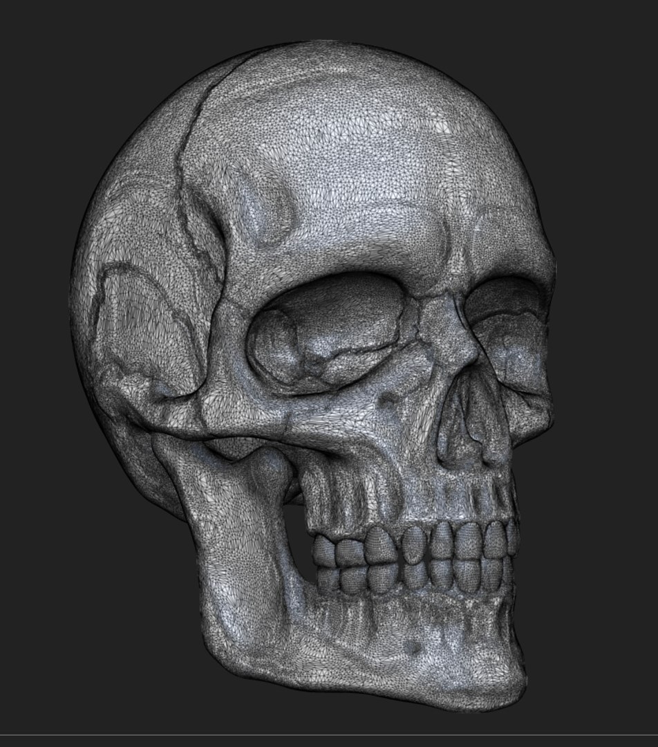 anatomy human skull printing 3D model https://p.turbosquid.com/ts-thumb/Em/zEoo4M/YpnGSuu0/poly/png/1514278096/1920x1080/fit_q87/a01dce958af4d4e9eb9e5d70f873635c11f97731/poly.jpg