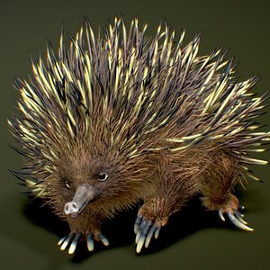 Echidna model