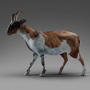 Goat 01 Rigged in Blender 3D model