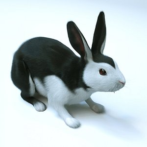 Vampire Bunny
