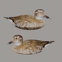 hunting duck