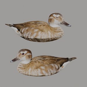 hunting duck