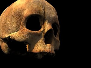 human skull max