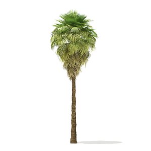 3D model california palm tree 9m