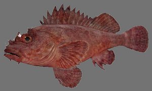 Red rock cod