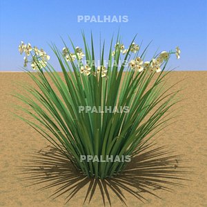 Dietes bicolor