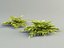 juniper plantings 3d model