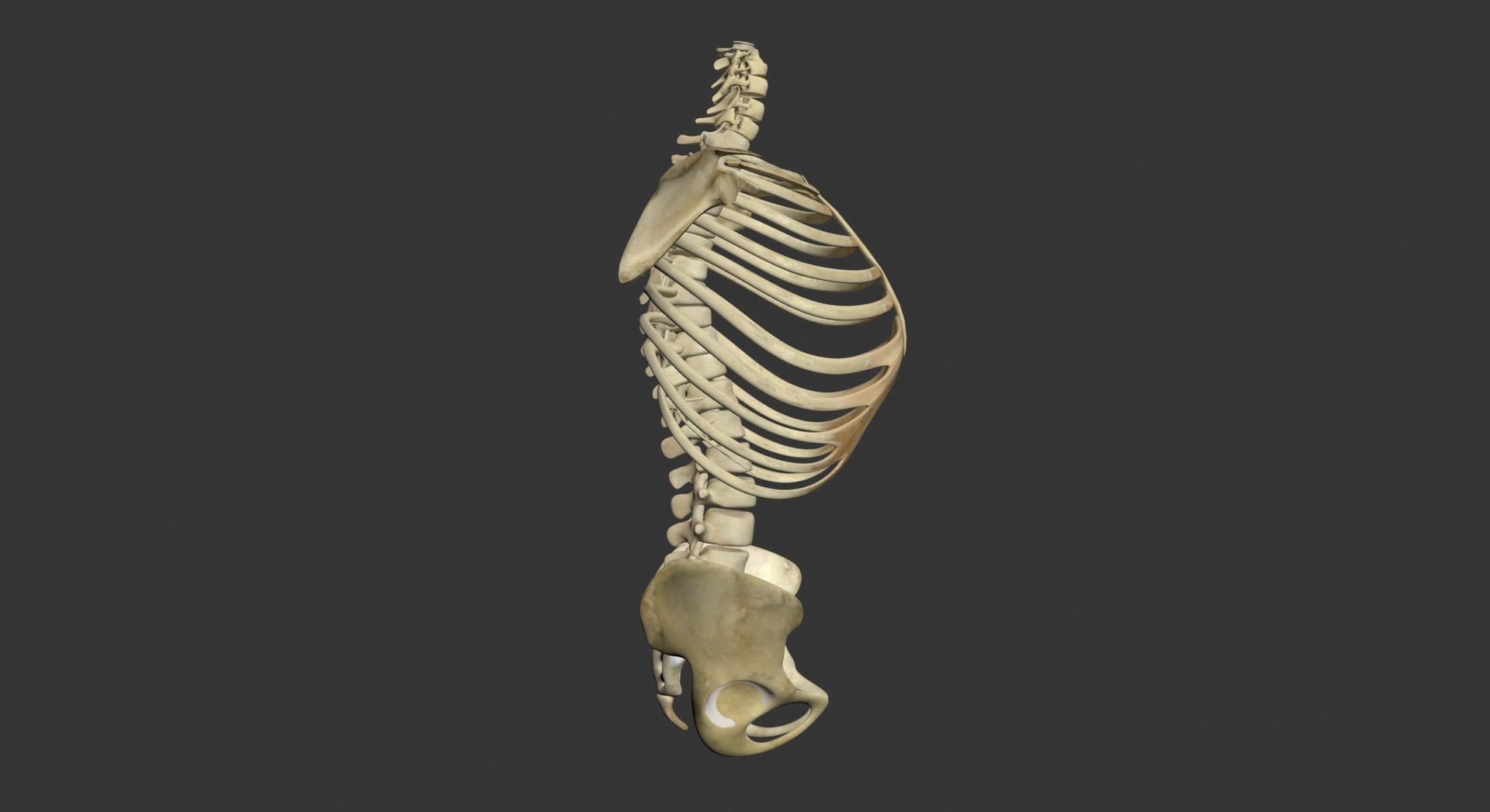 3d Human Skeleton Torso Model