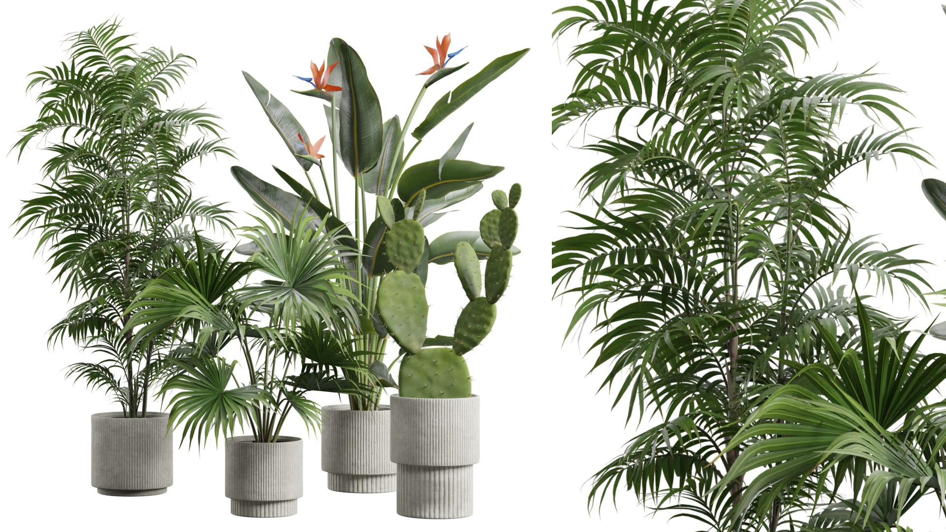 Indoor Plants Pack 59 3D model https://p.turbosquid.com/ts-thumb/En/iMCDK0/TR/preview03_ts_0000/jpeg/1699415122/1920x1080/fit_q87/81a52810832611b7b3defabed88e3d455d36e33f/preview03_ts_0000.jpg