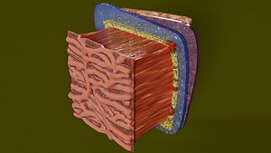 Heart Cardiac Wall Layers 3D model