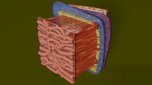 Heart Cardiac Wall Layers