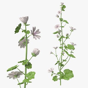 White Musk Mallow