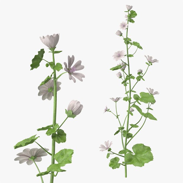 3D mallow flower plant model - TurboSquid 1619912