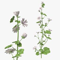 White Musk Mallow