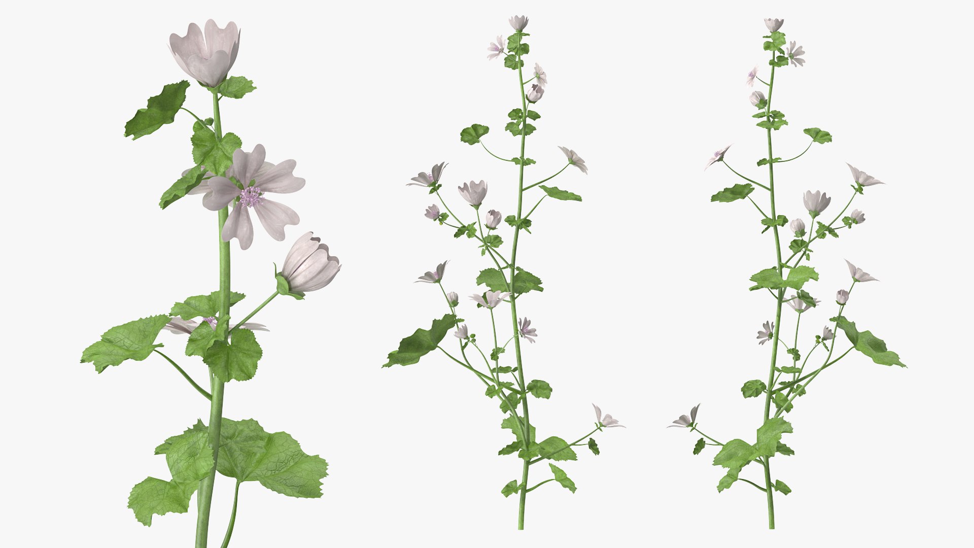 White Musk Mallow 3D model preview