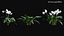 Eucharis grandiflora - Amazon Lily