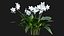 Eucharis grandiflora - Amazon Lily