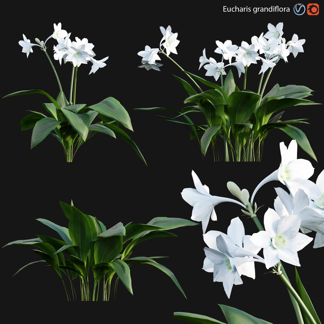 3D Eucharis grandiflora - Amazon Lily https://p.turbosquid.com/ts-thumb/En/xwCPqb/jE/3dtree_eucharisgrandiflora_01_v1/jpg/1642649770/1920x1080/fit_q87/53c5dc4c0aaa425f56b45f96c7c582952ffc430b/3dtree_eucharisgrandiflora_01_v1.jpg