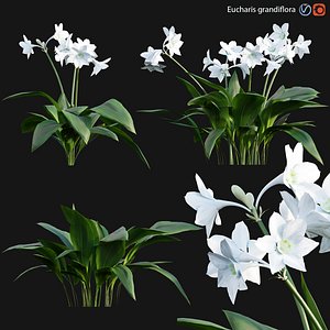 3D Eucharis grandiflora - Amazon Lily