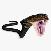 Black Skin Indian Cobra Attack Pose