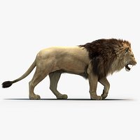 Lion 3 FUR
