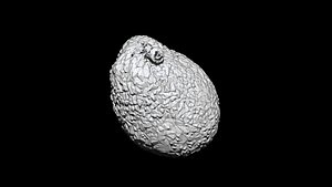 Avocado 3D CT scan model decimate 1 percent 3D model