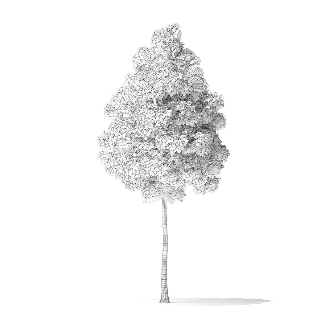 american basswood tree 7m 3D model https://p.turbosquid.com/ts-thumb/Eo/G0wGH0/LClfbCQS/cgaxis_models_120_4102grid/jpg/1570907707/1920x1080/fit_q87/60378168d61685d7587687f6d6ab4248518e8dd6/cgaxis_models_120_4102grid.jpg