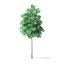 Quaking Aspen Tree Modèle 3D 11.7m