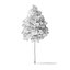 Quaking Aspen Tree Modèle 3D 11.7m