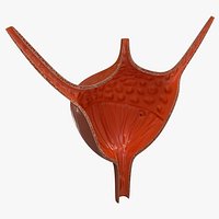 Bladder