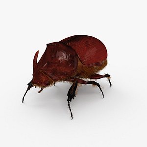 3D Rhinoceros Beetle HD