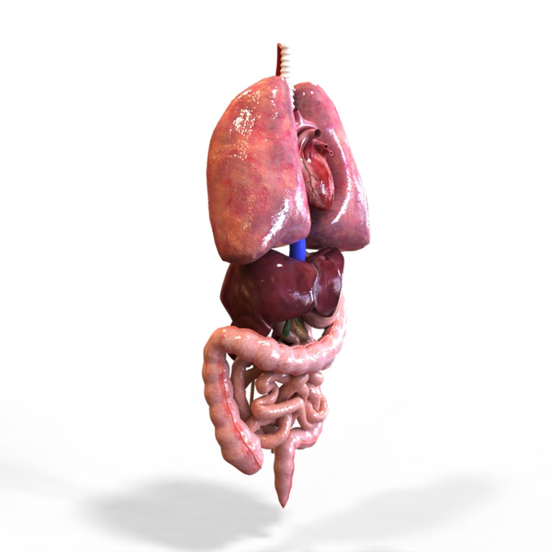 3ds Human Internal Organs Intestines