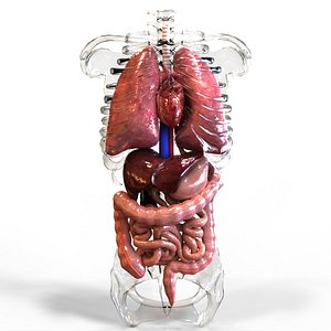 Internal Organs