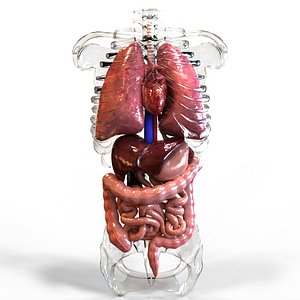 Internal Organs