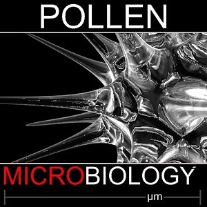 pollen spore 3d model