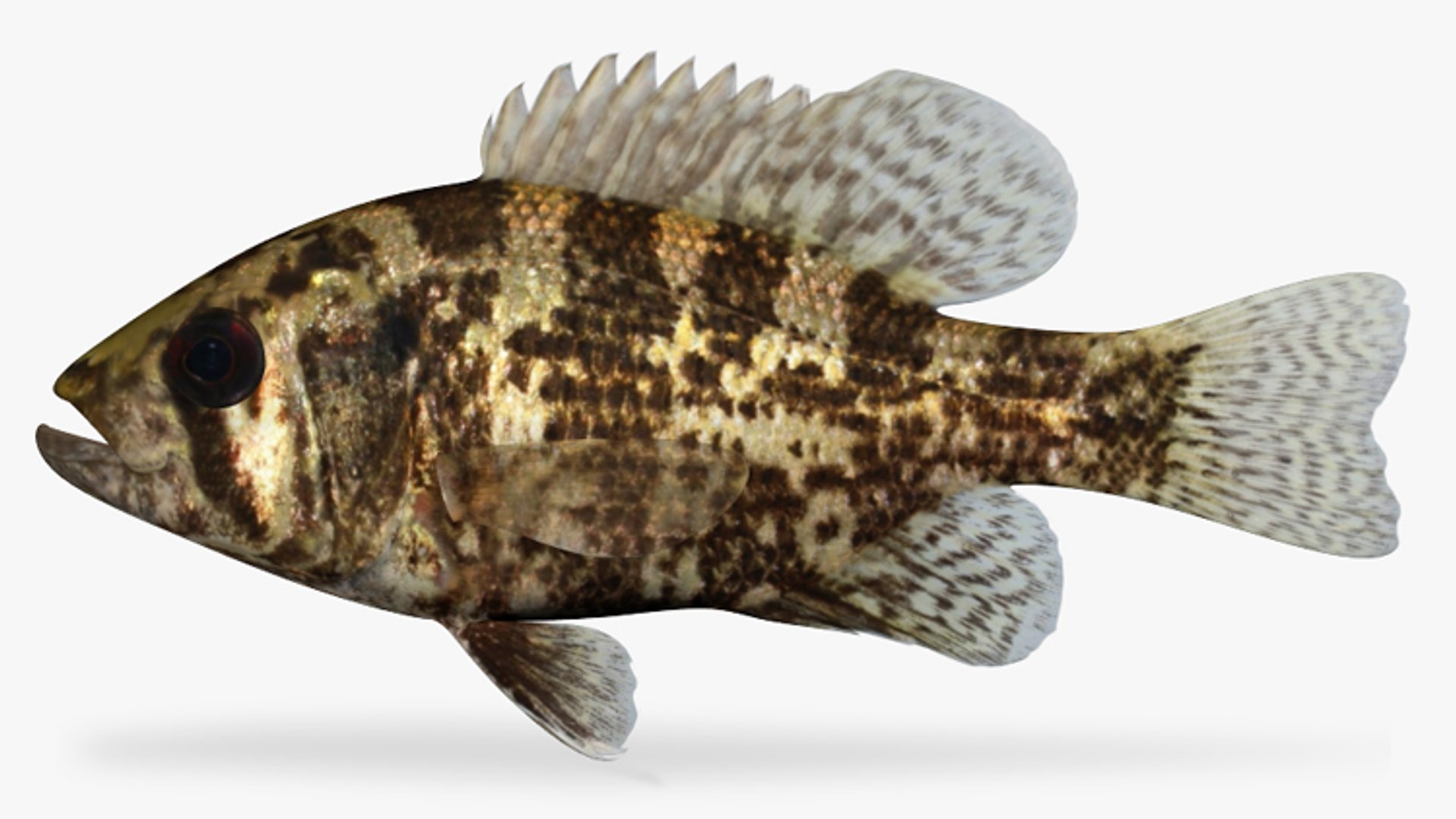 3d Ambloplites Rupestris Rock Bass Model