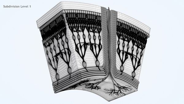 3D model hd retina cross section - TurboSquid 1475001