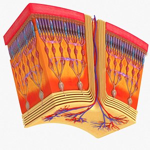 HD Retina in Cross Section