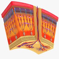 HD Retina in Cross Section