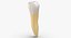 Premolare mascella superiore 01 Clean