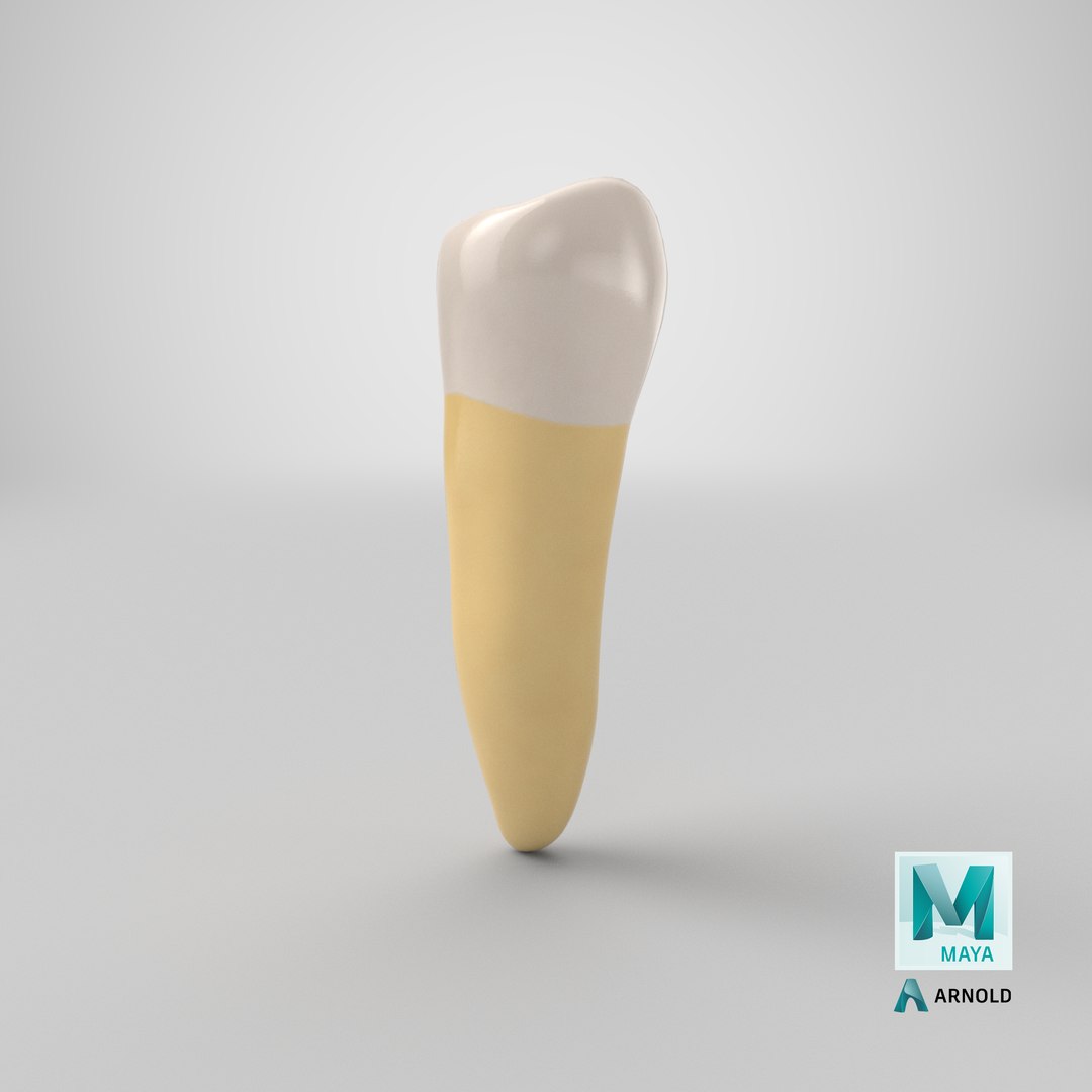 3D premolar upper jaw 01 https://p.turbosquid.com/ts-thumb/Eo/YIyrwK/TzEZ6Lia/stemcell_maya_arnold_render/png/1603221092/1920x1080/fit_q87/0d58ace166bcd3de49cdd3ac6498605b8d2a6565/stemcell_maya_arnold_render.jpg