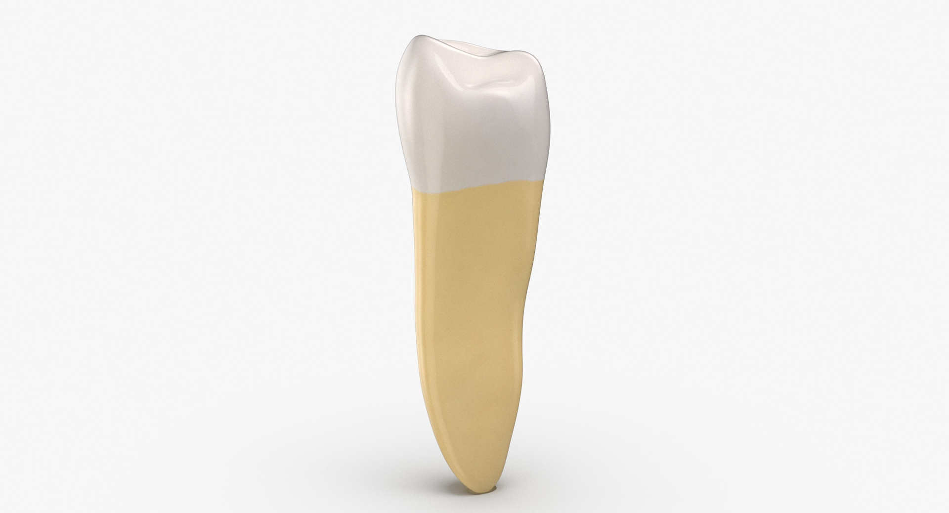 3D premolar upper jaw 01 https://p.turbosquid.com/ts-thumb/Eo/YIyrwK/z2iqqSBf/0000/jpg/1596104705/1920x1080/turn_fit_q99/d003c849db320be350e28e40c3d3a52089a9d7e8/0000-1.jpg
