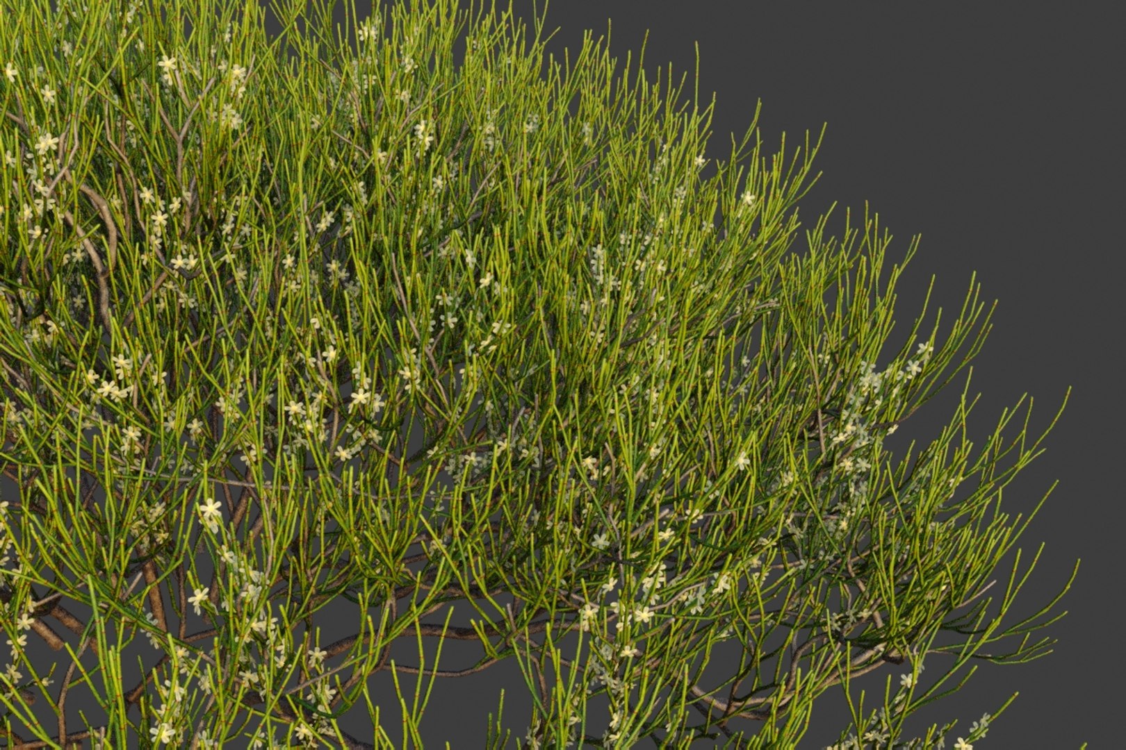 XfrogPlants Phog - Calligonum Polygonoides 3D - TurboSquid 1727974