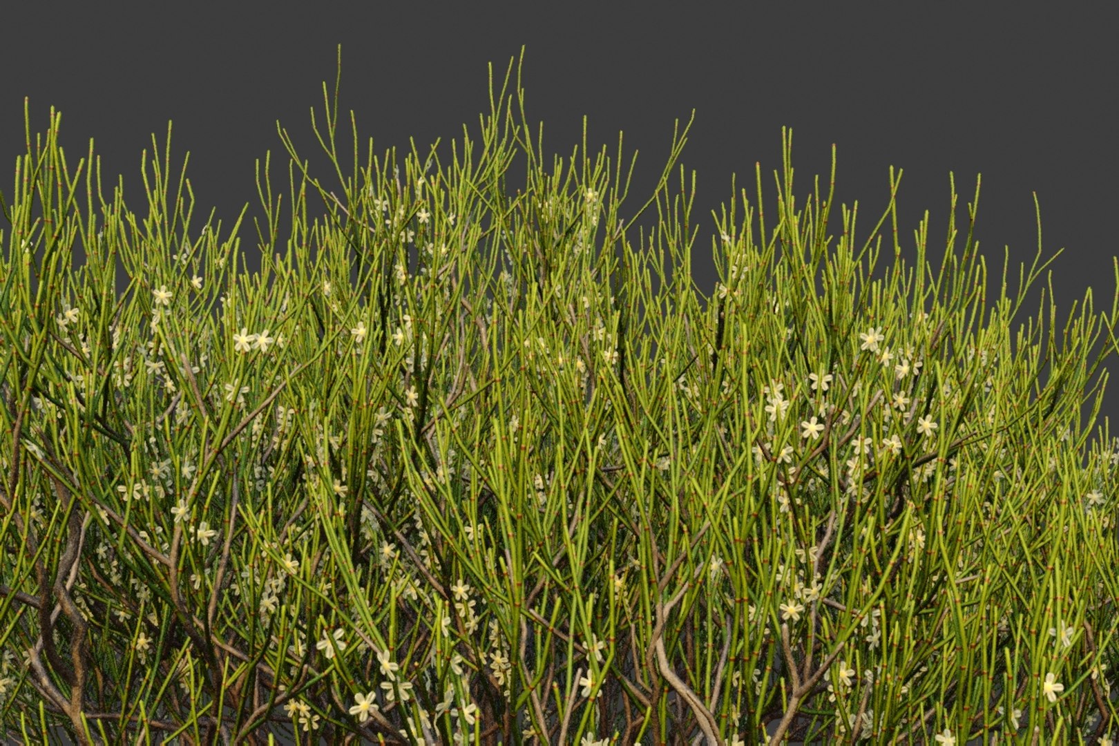 XfrogPlants Phog - Calligonum Polygonoides 3D - TurboSquid 1727974
