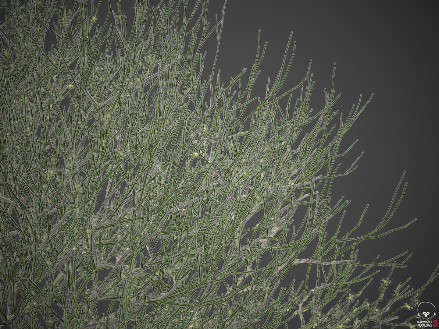 XfrogPlants Phog - Calligonum Polygonoides 3D - TurboSquid 1727974
