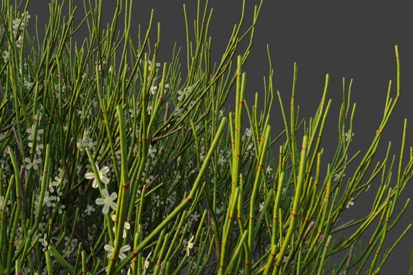 XfrogPlants Phog - Calligonum Polygonoides 3D - TurboSquid 1727974