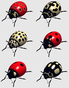 ladybird beetle ladybug 3d model