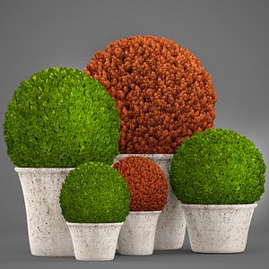 Topiary bush Buxus