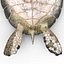 Sea Turtle Rigged per Maya