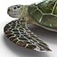 Sea Turtle Rigged per Maya